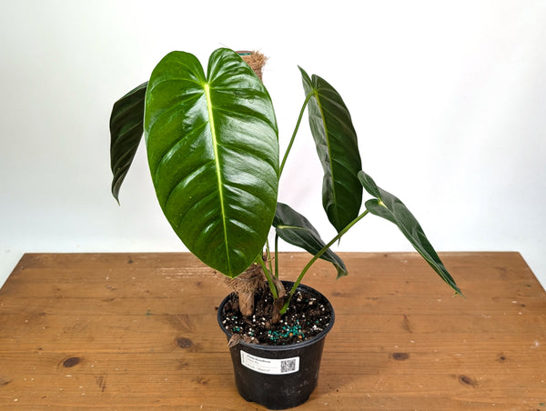 Philodendron Green Sky - Exact XL Plant in 6" Pot - #24A