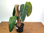 Philodendron Green Sky - Exact XL Plant in 6" Pot - #24A