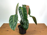 Philodendron Green Sky - Exact XL Plant in 6" Pot - #24A