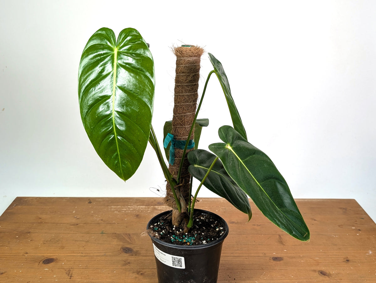 Philodendron Green Sky - Exact XL Plant in 6" Pot - #24A