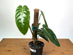 Philodendron Green Sky - Exact XL Plant in 6" Pot - #24A