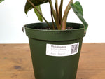 Philodendron El Choco x Billietiae Variegated - Exact Plant #24A - 6 inch pot
