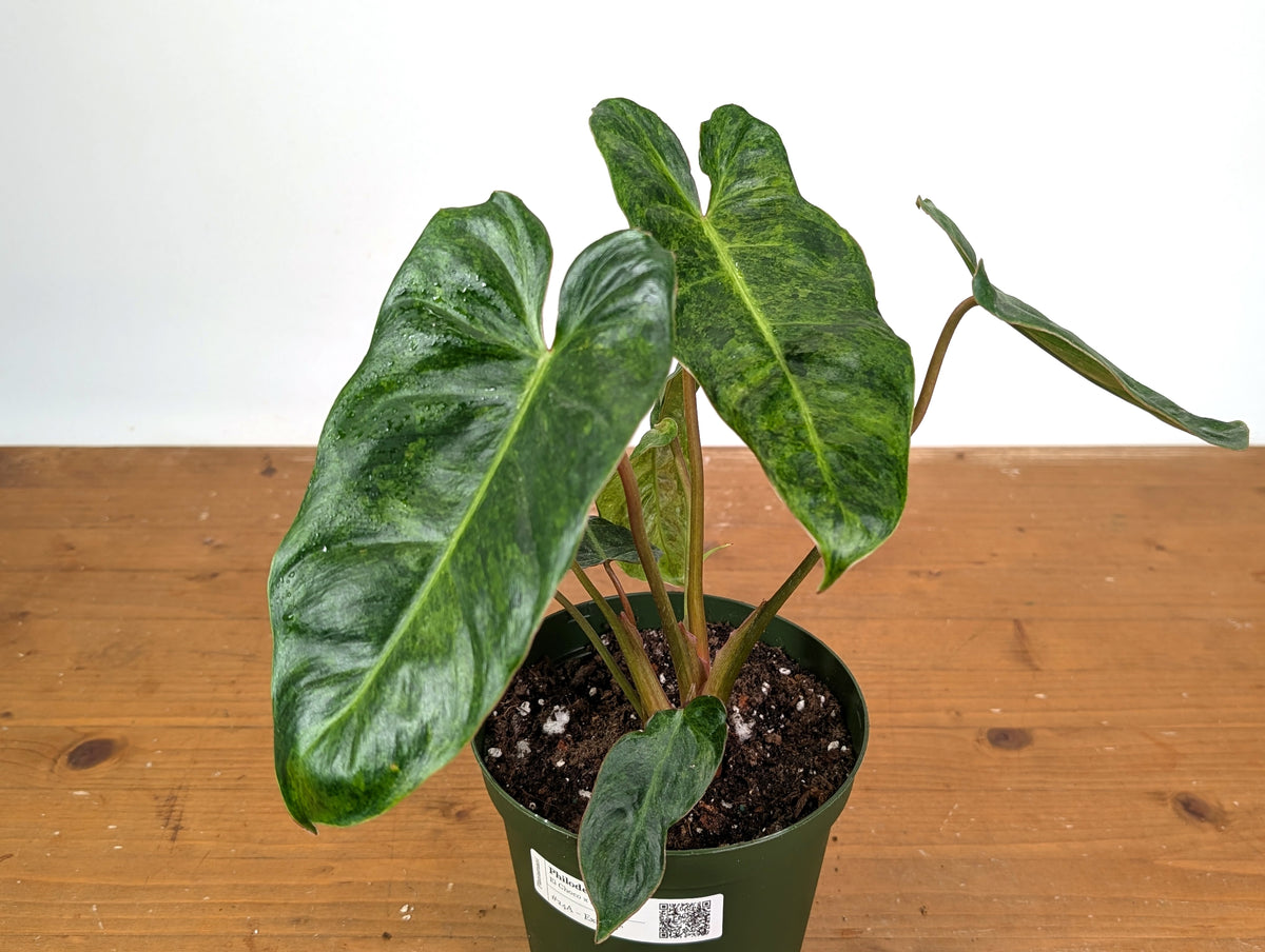 Philodendron El Choco x Billietiae Variegated - Exact Plant #24A - 6 inch pot