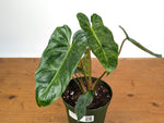 Philodendron El Choco x Billietiae Variegated - Exact Plant #24A - 6 inch pot