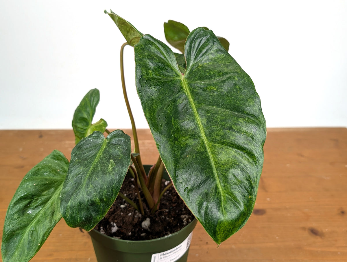 Philodendron El Choco x Billietiae Variegated - Exact Plant #24A - 6 inch pot