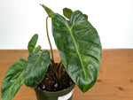 Philodendron El Choco x Billietiae Variegated - Exact Plant #24A - 6 inch pot