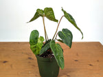 Philodendron El Choco x Billietiae Variegated - Exact Plant #24A - 6 inch pot