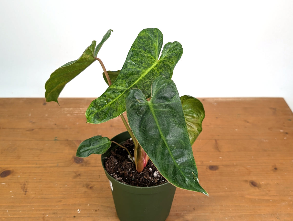 Philodendron El Choco x Billietiae Variegated - Exact Plant #24A - 6 inch pot