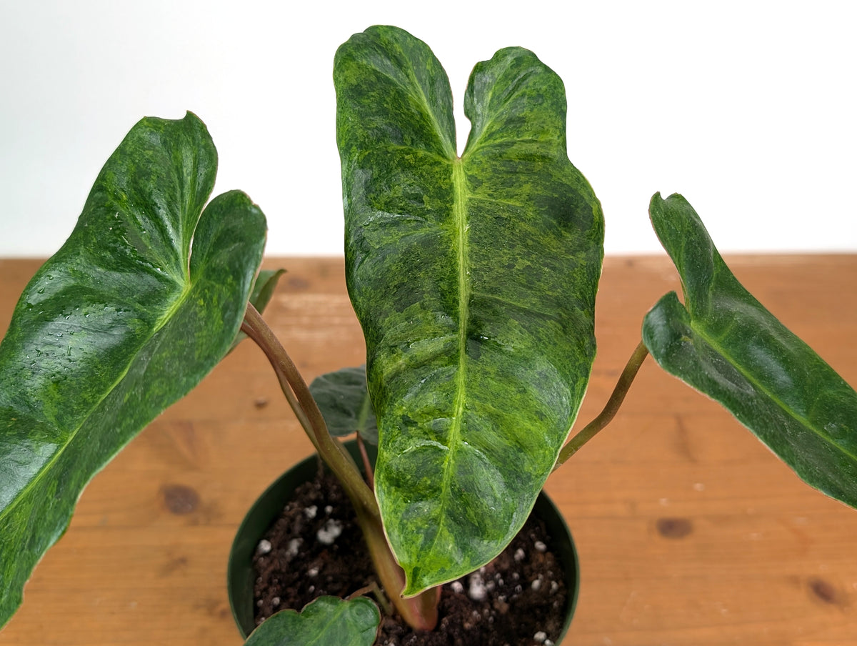 Philodendron El Choco x Billietiae Variegated - Exact Plant #24A - 6 inch pot