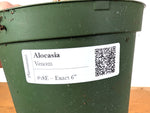 Alocasia Venom - Exact Plant in 6" Pot - #18E