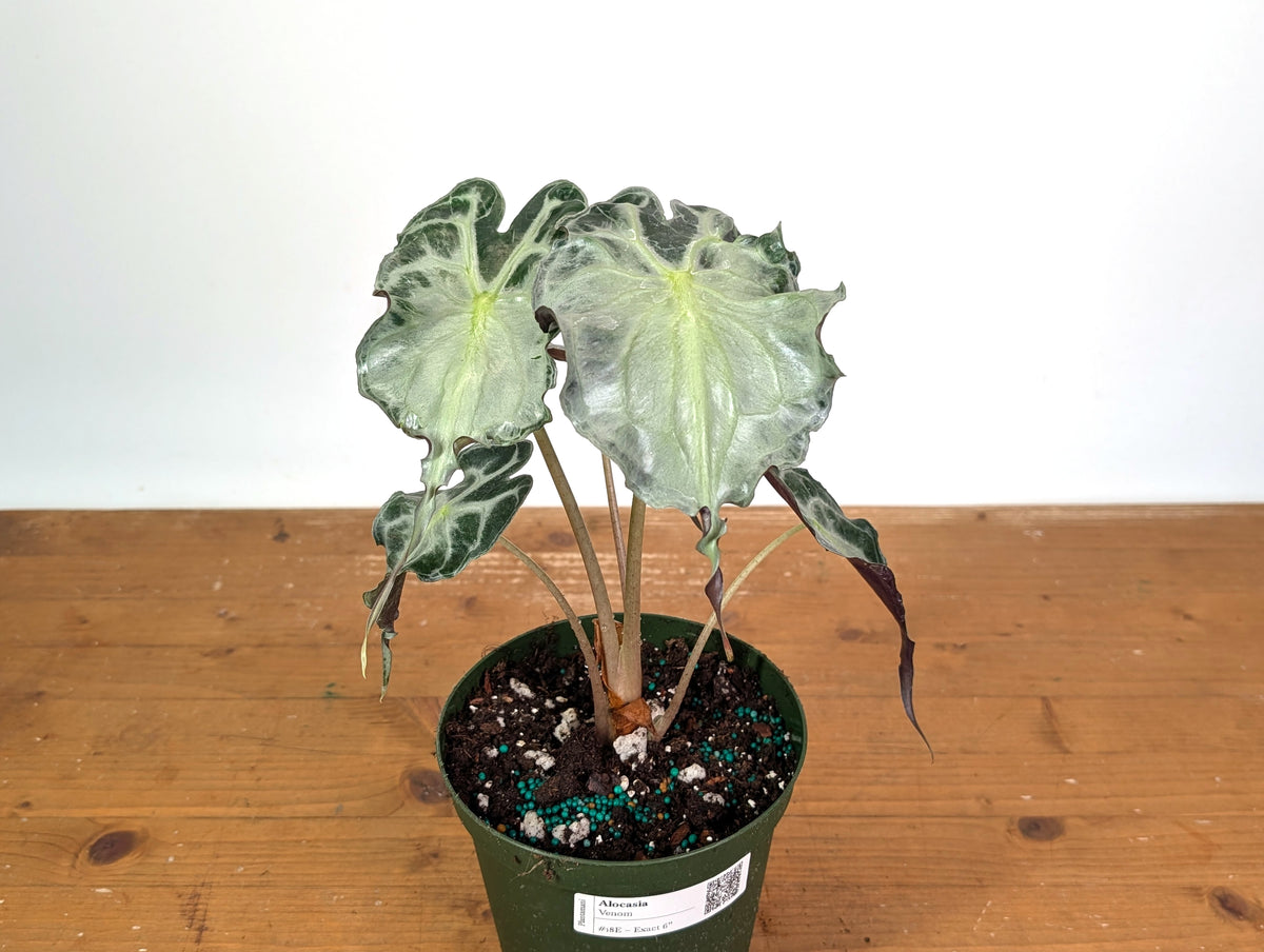Alocasia Venom - Exact Plant in 6" Pot - #18E