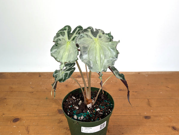 Alocasia Venom - Exact Plant in 6" Pot - #18E