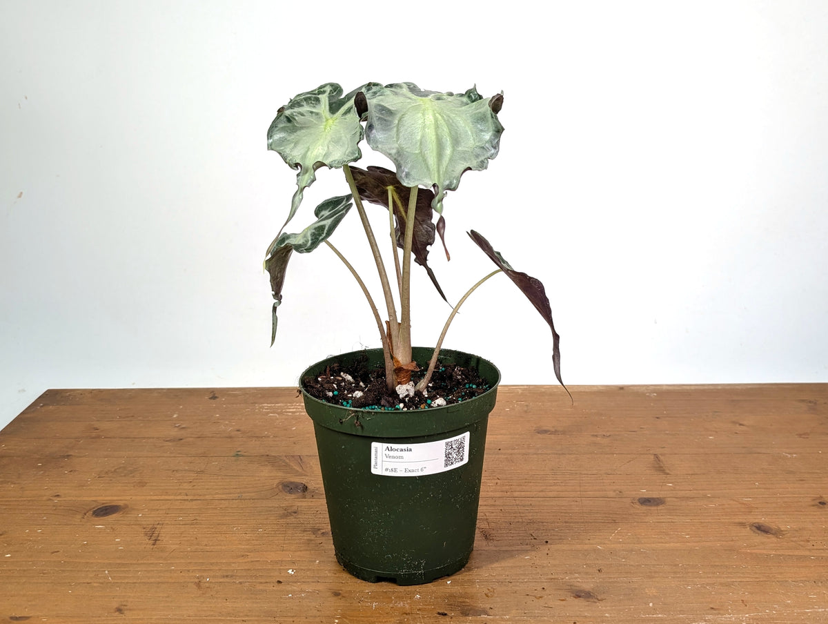 Alocasia Venom - Exact Plant in 6" Pot - #18E