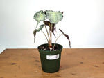 Alocasia Venom - Exact Plant in 6" Pot - #18E