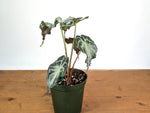 Alocasia Venom - Exact Plant in 6" Pot - #18E