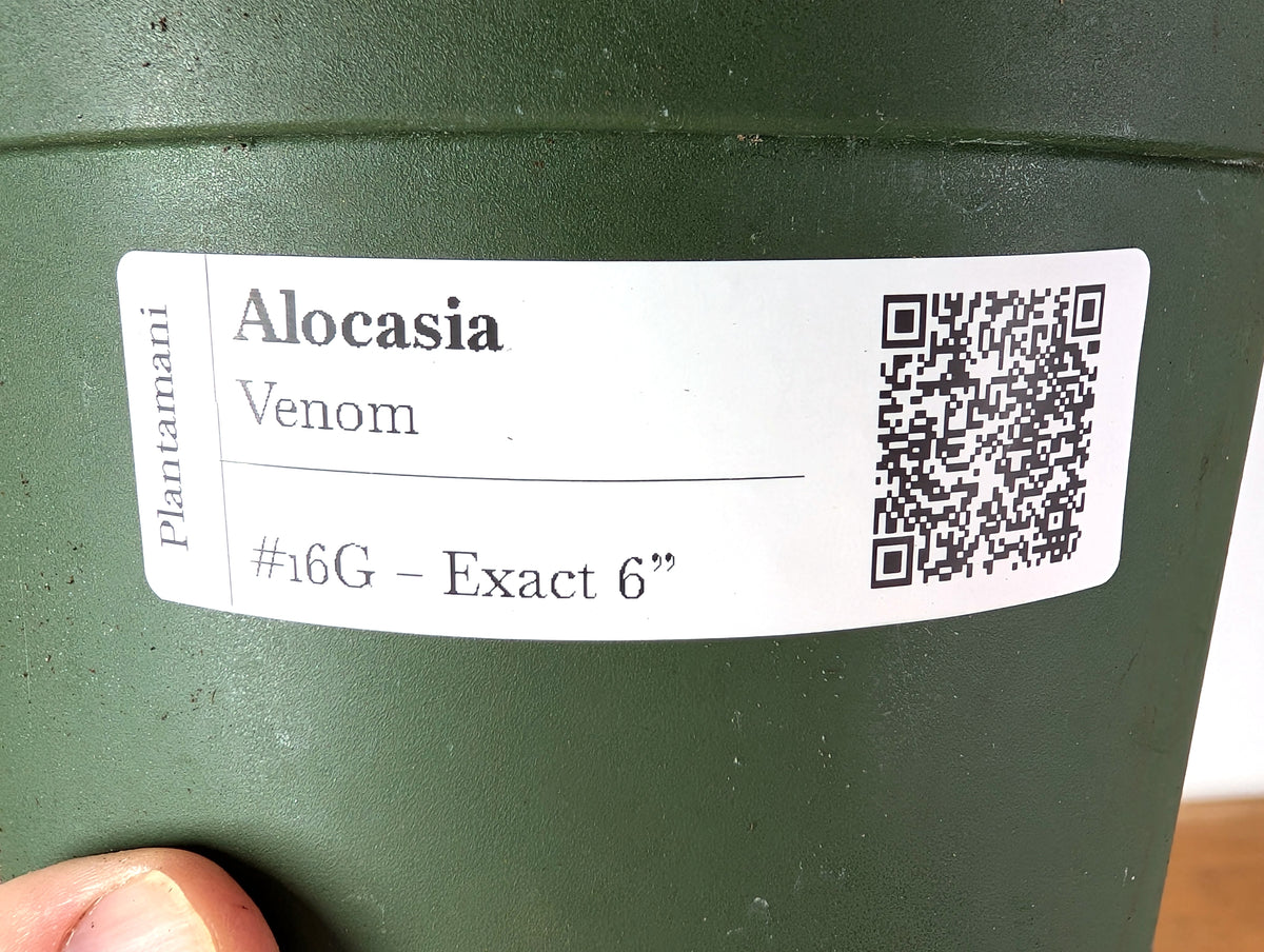 Alocasia Venom - Exact Plant in 6" Pot - #16G