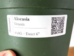 Alocasia Venom - Exact Plant in 6" Pot - #16G