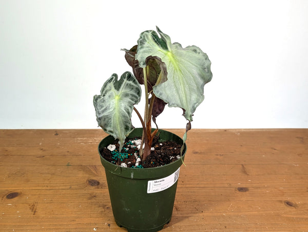 Alocasia Venom - Exact Plant in 6" Pot - #16G