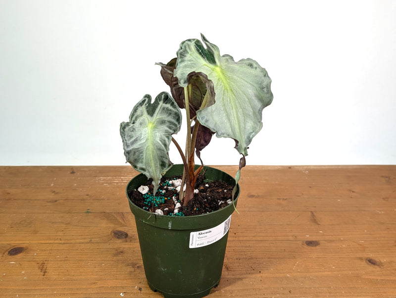 Alocasia Venom - Exact Plant in 6" Pot - #16G