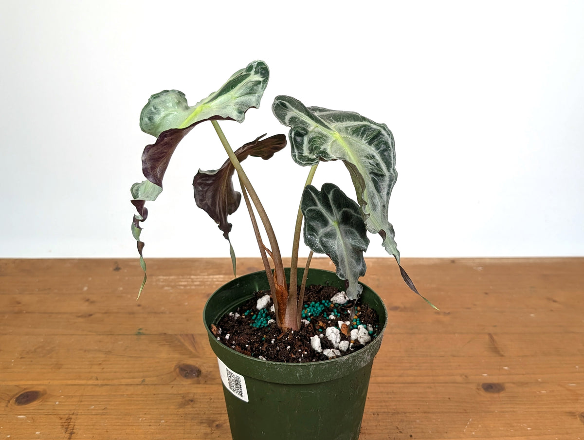 Alocasia Venom - Exact Plant in 6" Pot - #16G