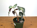 Alocasia Venom - Exact Plant in 6" Pot - #16G