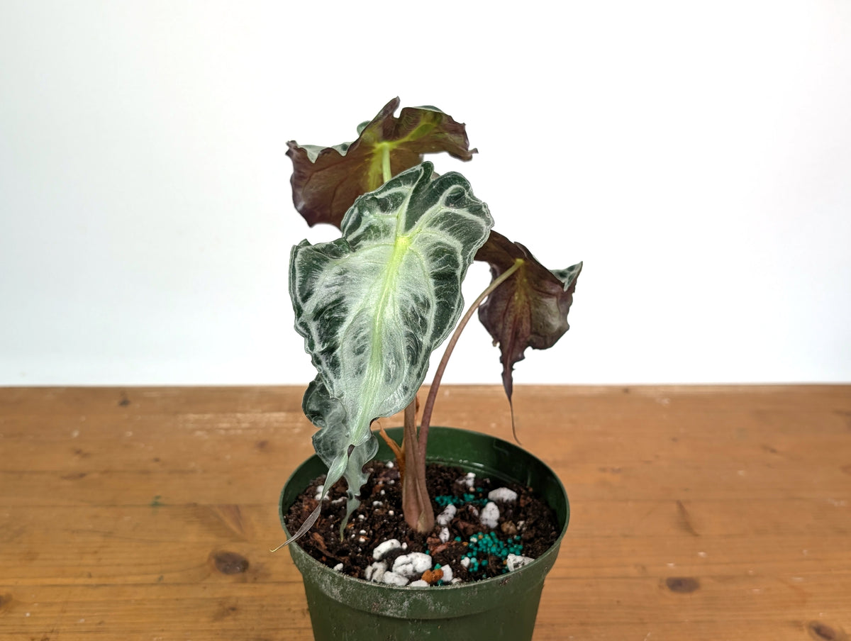Alocasia Venom - Exact Plant in 6" Pot - #16G