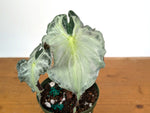 Alocasia Venom - Exact Plant in 6" Pot - #16G