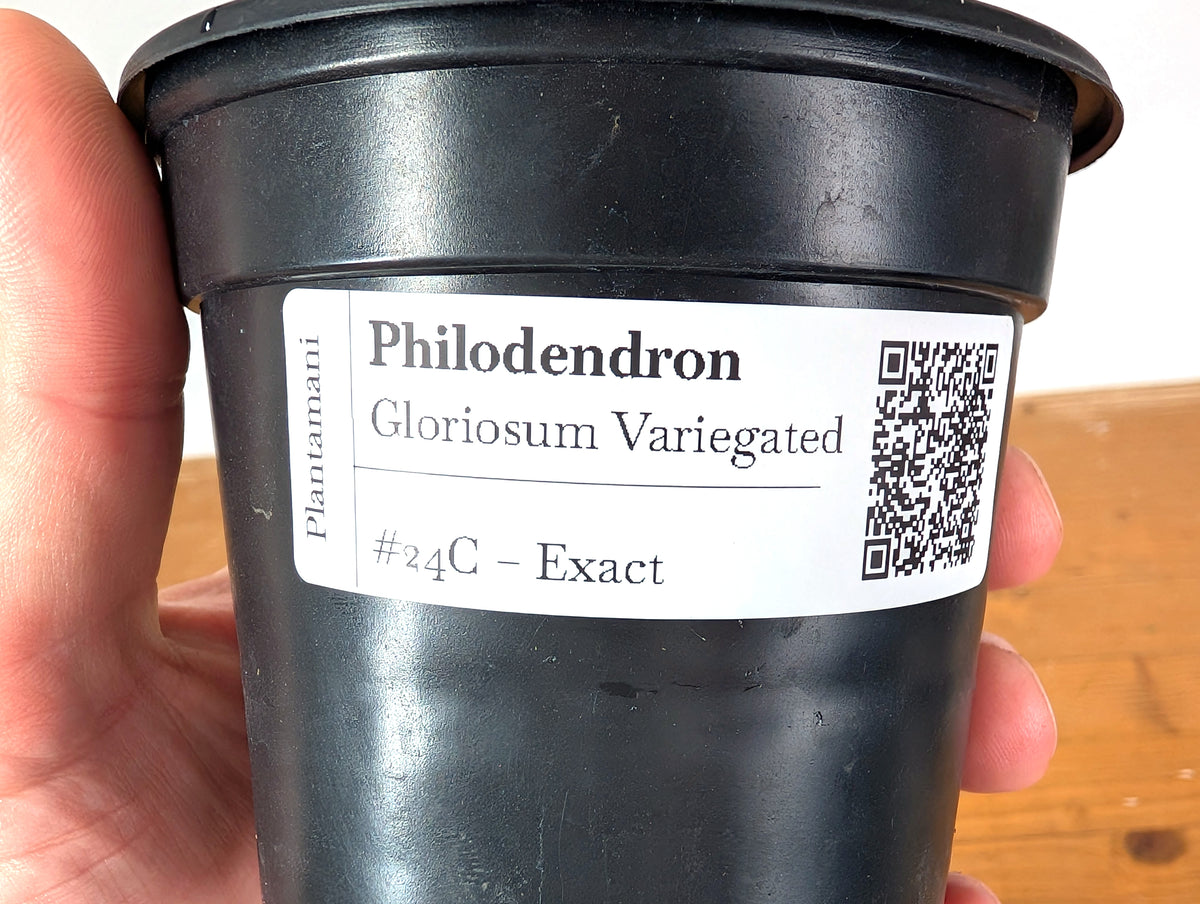 Philodendron Gloriosum Variegated (Type 2) - EXACT Plant #24C
