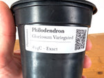 Philodendron Gloriosum Variegated (Type 2) - EXACT Plant #24C