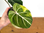 Philodendron Gloriosum Variegated (Type 2) - EXACT Plant #24C