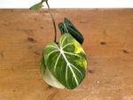Philodendron Gloriosum Variegated (Type 2) - EXACT Plant #24C