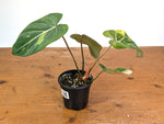 Philodendron Gloriosum Variegated (Type 2) - EXACT Plant #24C