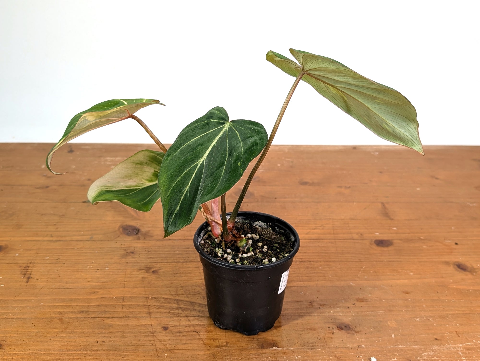 philodendron andreanum vs melanochrysum Philodendron Gloriosum Variegated Type 2