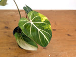 Philodendron Gloriosum Variegated (Type 2) - EXACT Plant #24C