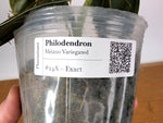 Philodendron Melanochrysum Variegated (Exact #24A) - 4" Pot