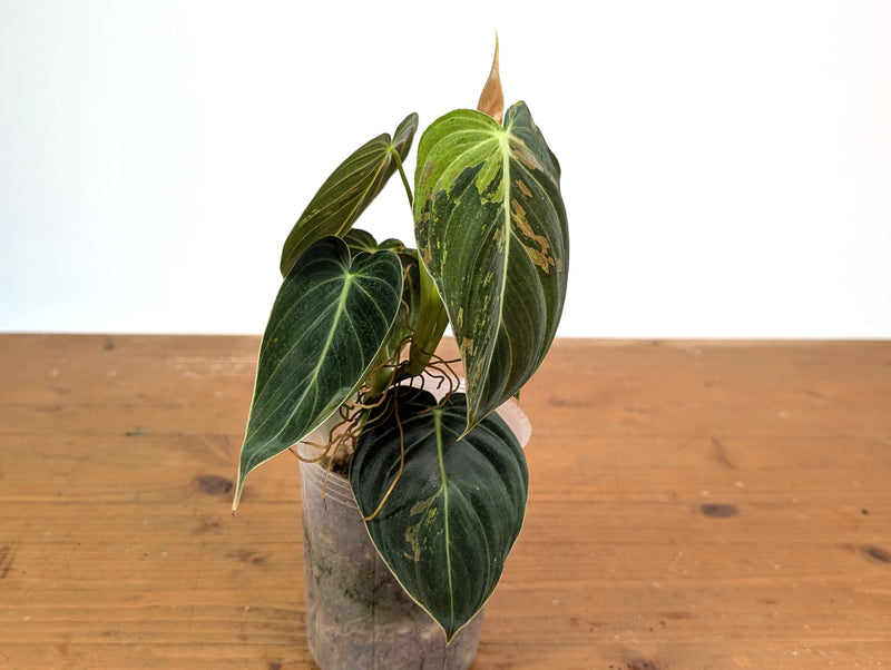 Philodendron Melanochrysum Variegated (Exact #24A) - 4" Pot