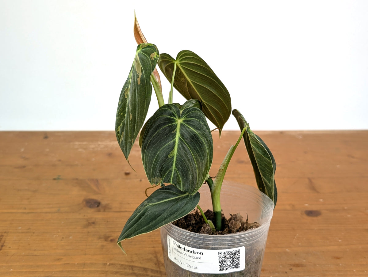 Philodendron Melanochrysum Variegated (Exact #24A) - 4" Pot