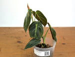 Philodendron Melanochrysum Variegated (Exact #24A) - 4" Pot