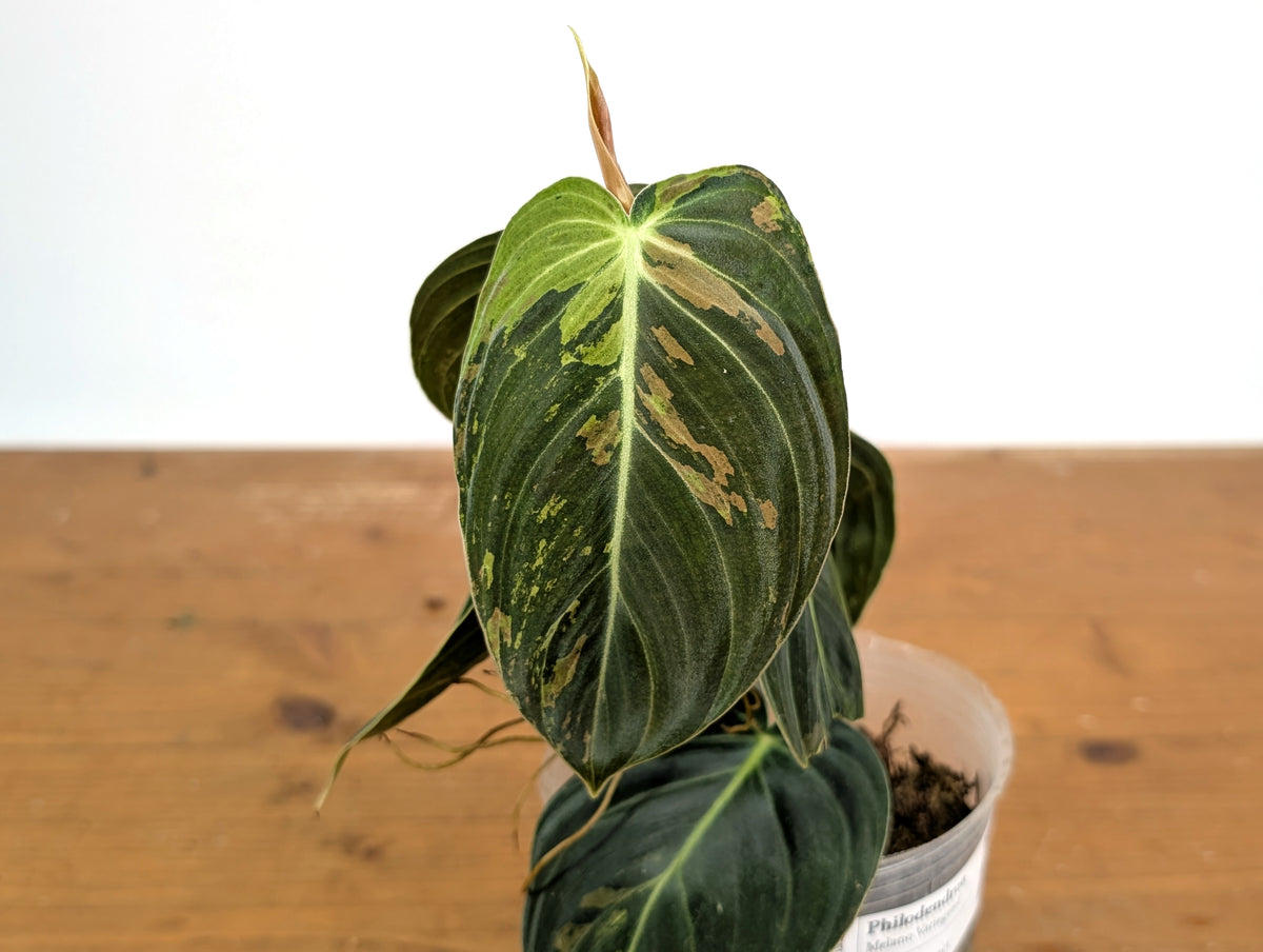 Philodendron Melanochrysum Variegated (Exact #24A) - 4" Pot