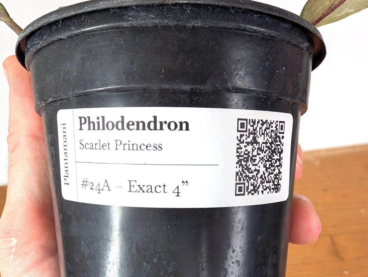 Philodendron Scarlet Princess - Exact Plant #24A in 4" Pot