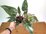 Philodendron Scarlet Princess - Exact Plant #24A in 4" Pot