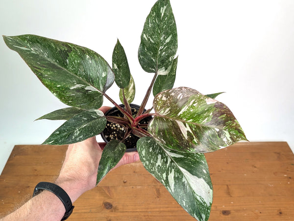Philodendron Scarlet Princess - Exact Plant #24A in 4" Pot