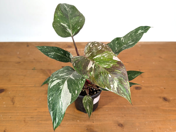 Philodendron Scarlet Princess - Exact Plant #24A in 4" Pot