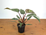 Philodendron Scarlet Princess - Exact Plant #24A in 4" Pot