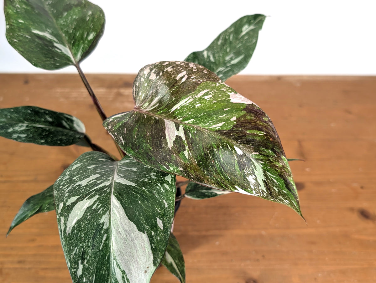 Philodendron Scarlet Princess - Exact Plant #24A in 4" Pot