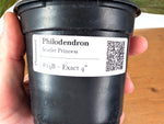 Philodendron Scarlet Princess - Exact Plant #24B in 4" Pot