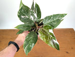 Philodendron Scarlet Princess - Exact Plant #24B in 4" Pot