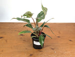 Philodendron Scarlet Princess - Exact Plant #24B in 4" Pot