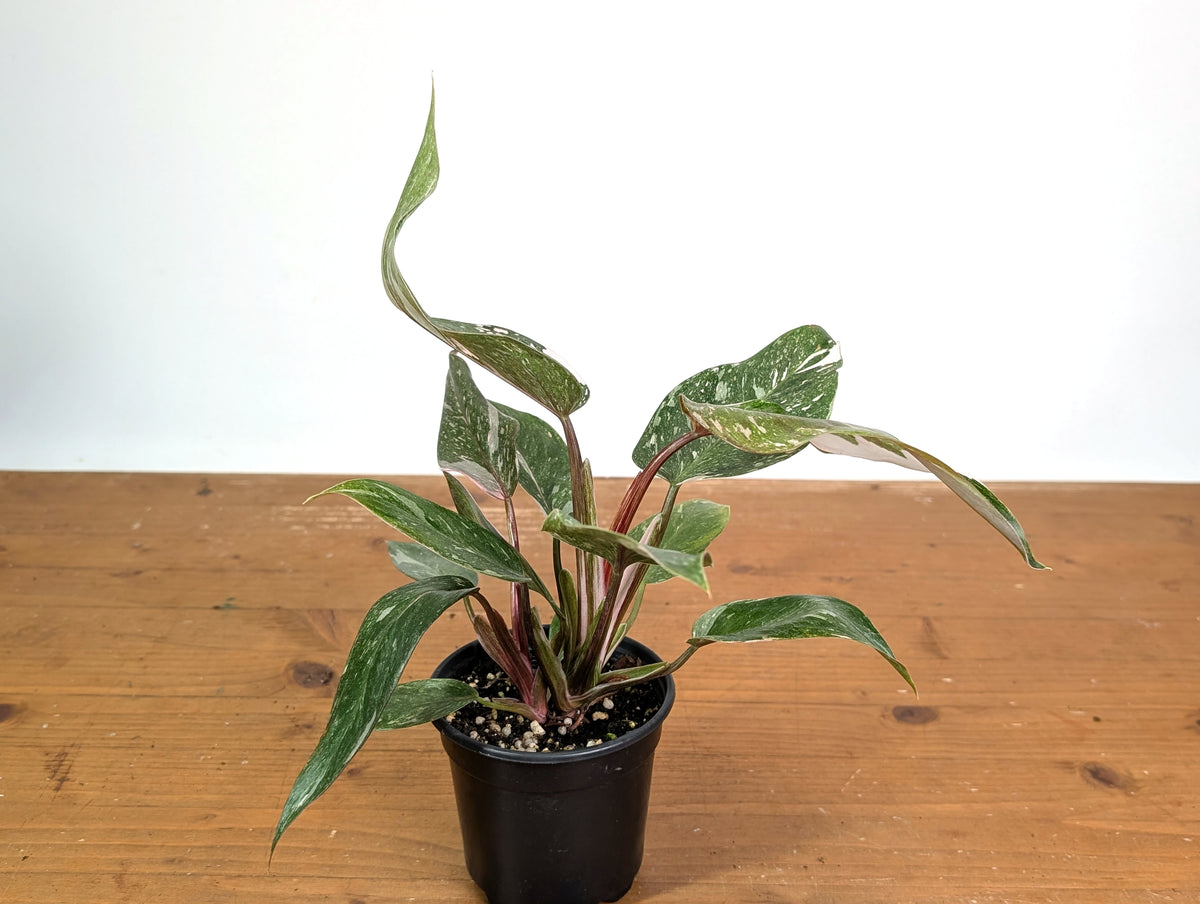 Philodendron Scarlet Princess - Exact Plant #24B in 4" Pot