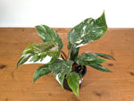Philodendron Scarlet Princess - Exact Plant #24B in 4" Pot